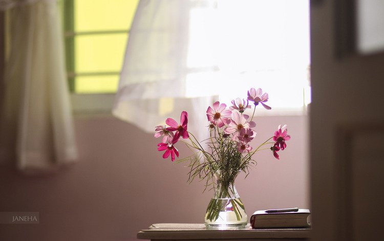 цветы, окно, книга, натюрморт, космея, букет.ваза, flowers, window, book, still life, kosmeya, bouquet.vase