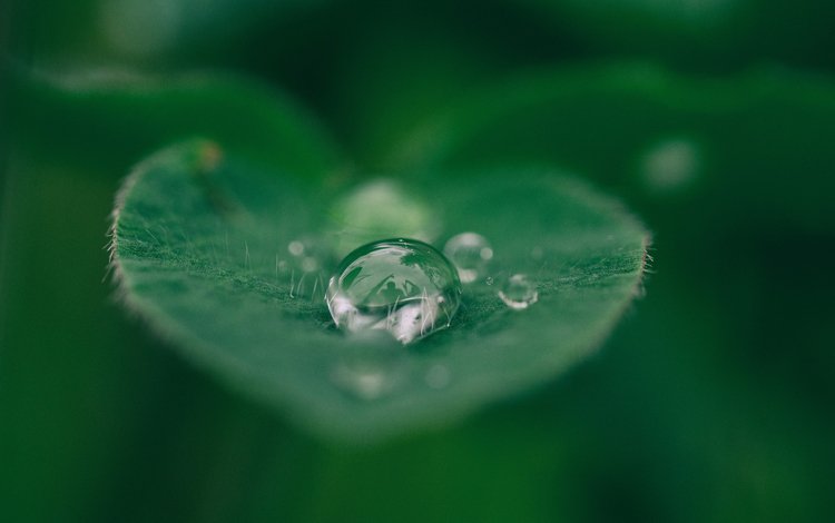 вода, макро, капли, капля, лист, растение, лист.капля, water, macro, drops, drop, sheet, plant, sheet.drop