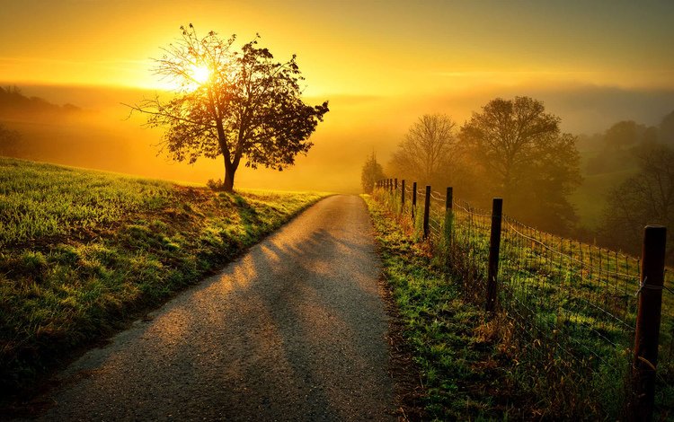 дорога, солнце, природа, дерево, пейзаж, утро, рассвет, забор, road, the sun, nature, tree, landscape, morning, dawn, the fence