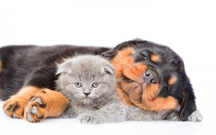 кот, кошка, котенок, собака, щенок, ротвейлер, cat, kitty, dog, puppy, rottweiler