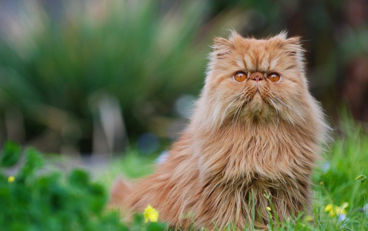 глаза, фон, кот, усы, кошка, взгляд, персидская, eyes, background, cat, mustache, look, persian