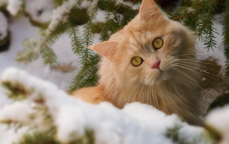 глаза, снег, природа, зима, кот, усы, кошка, взгляд, рыжий, red, eyes, snow, nature, winter, cat, mustache, look