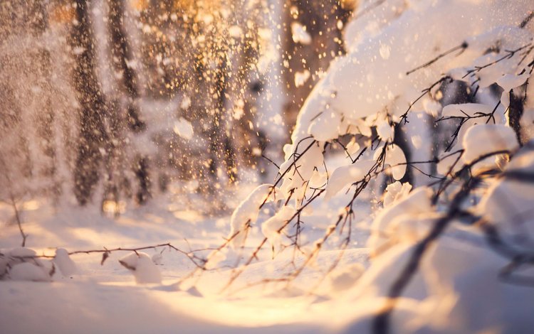 снег, природа, лес, зима, ветки, snow, nature, forest, winter, branches