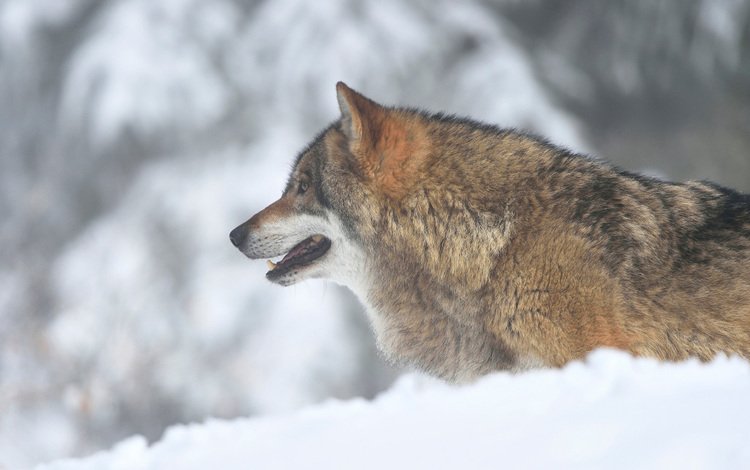 морда, снег, зима, взгляд, хищник, профиль, волк, face, snow, winter, look, predator, profile, wolf