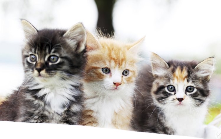 глаза, фон, мордочка, усы, кошка, взгляд, коты, кошки, котята, kittens, eyes, background, muzzle, mustache, cat, look, cats