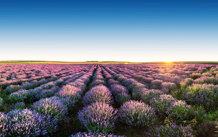 небо, цветы, пейзаж, поле, лаванда, горизонт, the sky, flowers, landscape, field, lavender, horizon