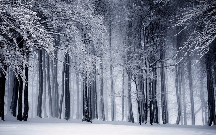 деревья, снег, природа, лес, зима, стволы, чёрно-белое, trees, snow, nature, forest, winter, trunks, black and white