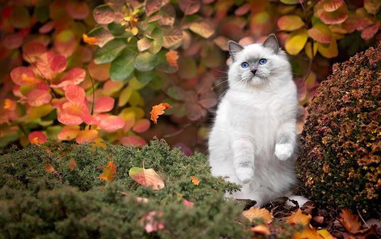 листья, рэгдолл, поза, кот, кошка, осень, котенок, сиамский, лапка, голубоглазый, blue-eyed, leaves, ragdoll, pose, cat, autumn, kitty, siamese, foot