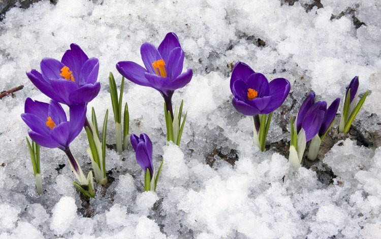 цветы, снег, весна, крокусы, первоцветы, flowers, snow, spring, crocuses, primroses