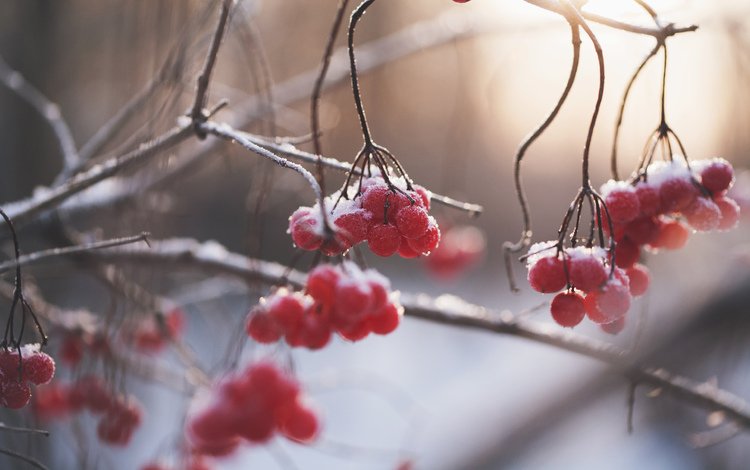 природа, зима, ветки, размытость, ягоды, рябина, nature, winter, branches, blur, berries, rowan