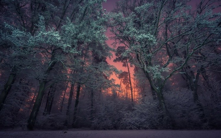 ночь, деревья, природа, лес, зима, night, trees, nature, forest, winter