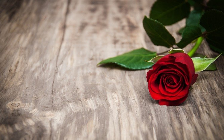 цветок, роза, лепестки, бутон, красная роза, деревянная поверхность, flower, rose, petals, bud, red rose, wooden surface