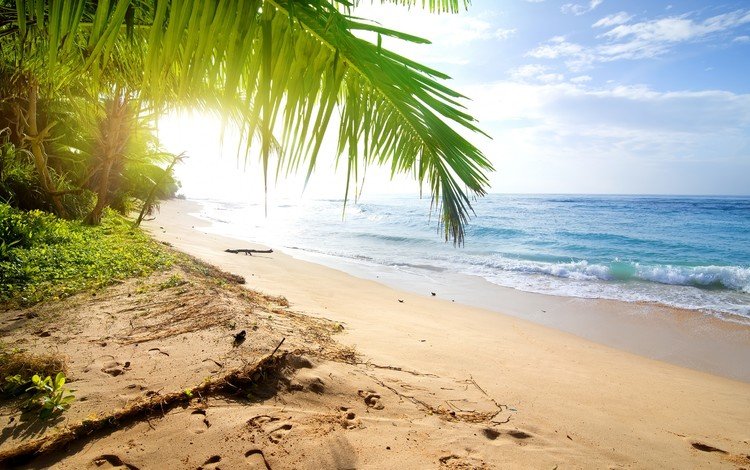 природа, пейзаж, море, пляж, пальма, курорт, тропики, nature, landscape, sea, beach, palma, resort, tropics
