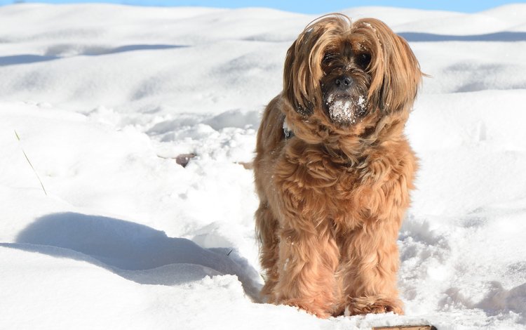 снег, зима, мордочка, взгляд, собака, тибетский терьер, snow, winter, muzzle, look, dog, the tibetan terrier