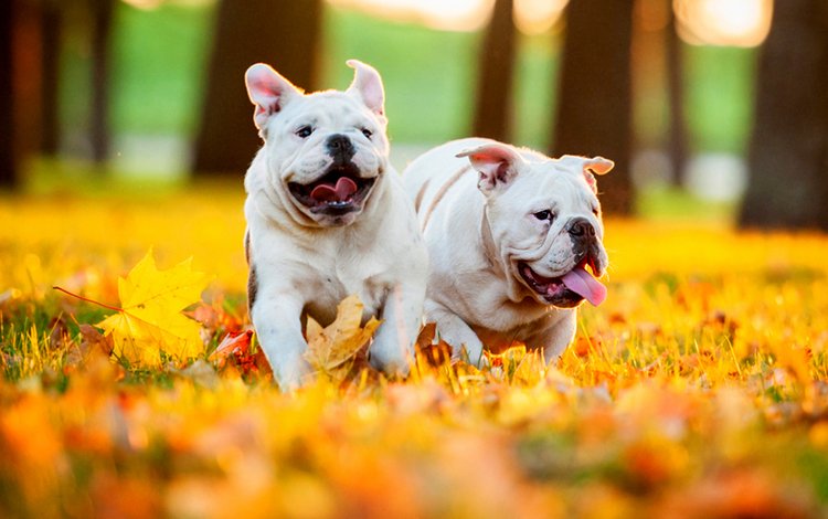 листья, осень, щенки, собаки, английский бульдог, leaves, autumn, puppies, dogs, english bulldog