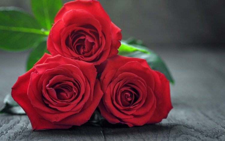 цветы, розы, букет, красные розы, flowers, roses, bouquet, red roses