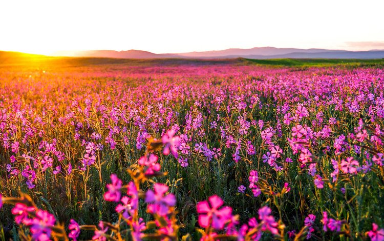 цветы, природа, утро, поле, горизонт, рассвет, flowers, nature, morning, field, horizon, dawn