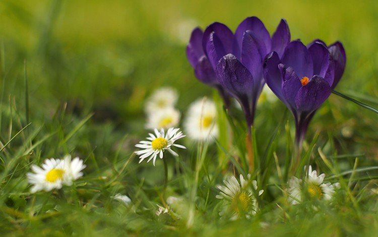 цветы, трава, природа, весна, крокусы, маргаритки, flowers, grass, nature, spring, crocuses, daisy