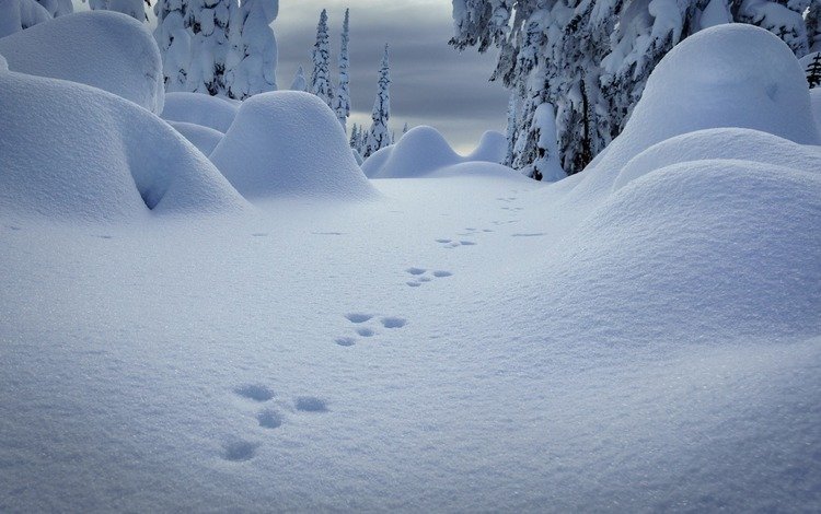 снег, природа, зима, следы, сугробы, snow, nature, winter, traces, the snow