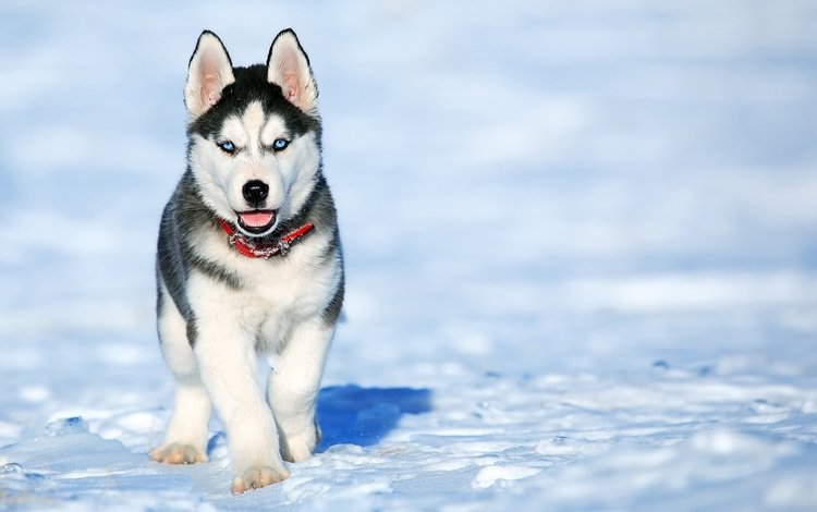 снег, зима, мордочка, взгляд, собака, щенок, хаски, snow, winter, muzzle, look, dog, puppy, husky
