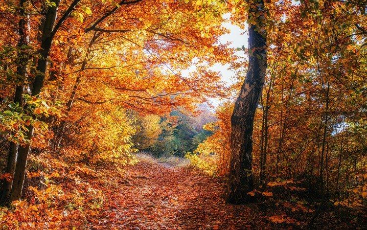 деревья, природа, лес, листва, осень, trees, nature, forest, foliage, autumn