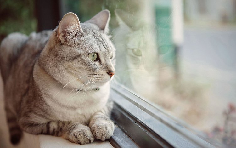 глаза, фон, кот, усы, кошка, взгляд, окно, eyes, background, cat, mustache, look, window