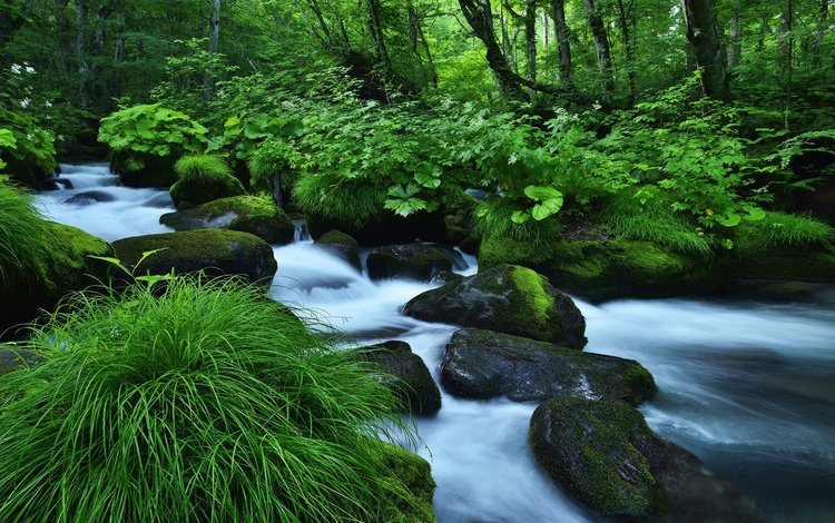 трава, река, природа, камни, лес, ручей, мох, grass, river, nature, stones, forest, stream, moss