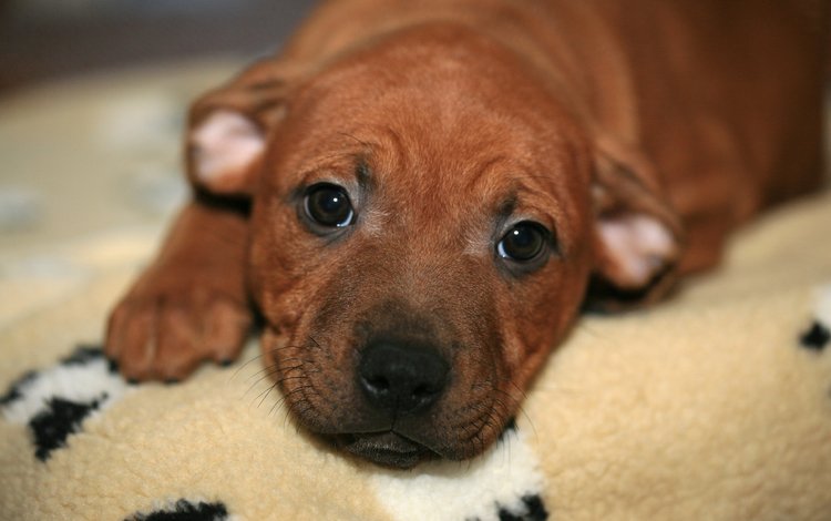 глаза, мордочка, взгляд, собака, щенок, бультерьер, стаффордширский бультерьер, eyes, muzzle, look, dog, puppy, bull terrier, staffordshire bull terrier