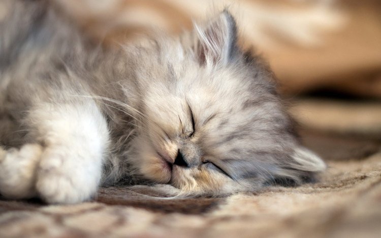 кот, мордочка, кошка, сон, котенок, пушистый, лапки, cat, muzzle, sleep, kitty, fluffy, legs