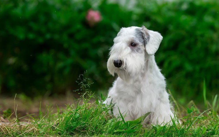 трава, мордочка, взгляд, собака, щенок, силихем-терьер, grass, muzzle, look, dog, puppy, the sealyham terrier