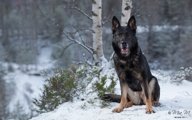 зима, собака, немецкая овчарка, mia m, winter, dog, german shepherd