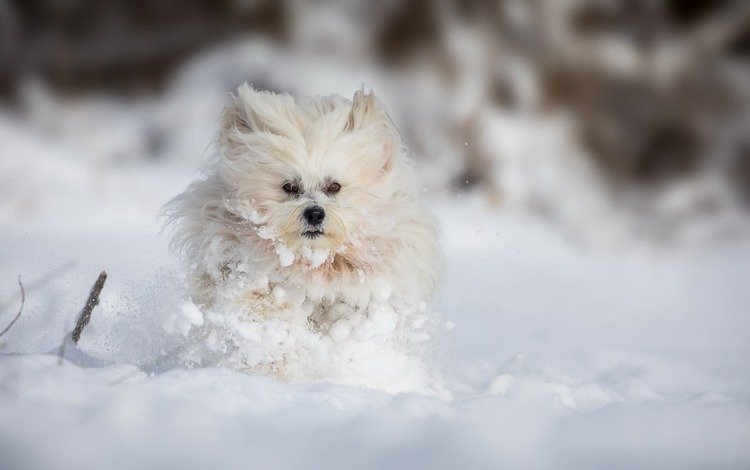 снег, зима, собака, болонка, snow, winter, dog, lapdog