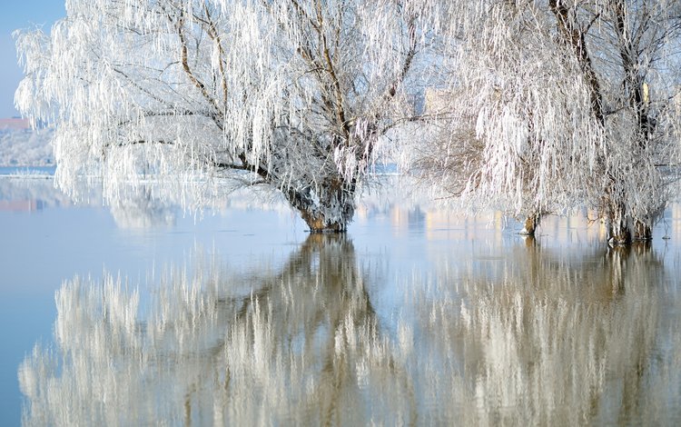 озеро, природа, зима, отражение, иней, ивы, lake, nature, winter, reflection, frost, willow