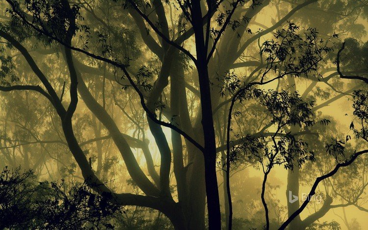 деревья, природа, лес, туман, индия, карнатака, trees, nature, forest, fog, india, karnataka