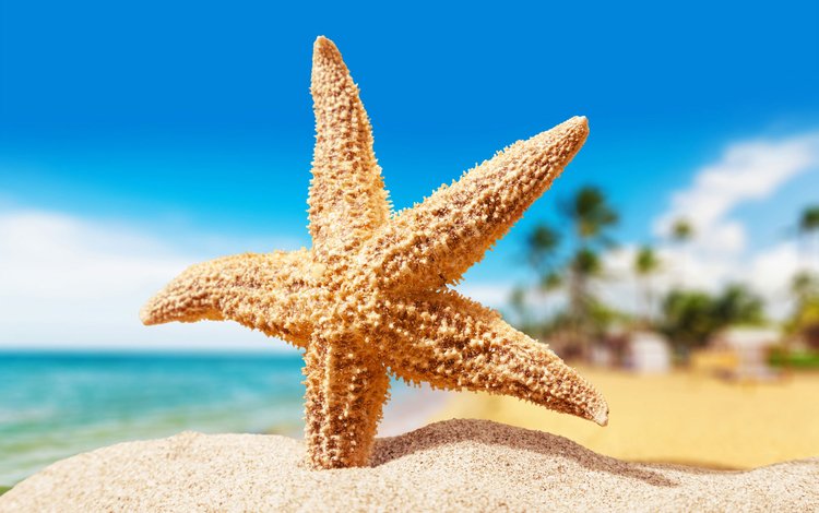 макро, песок, пляж, морская звезда, macro, sand, beach, starfish