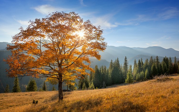 горы, природа, дерево, лес, пейзаж, осень, mountains, nature, tree, forest, landscape, autumn