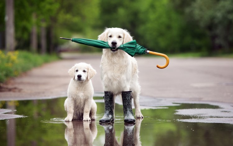 собака, щенок, зонтик, лужа, сапоги, золотистый ретривер, голден ретривер, dog, puppy, umbrella, puddle, boots, golden retriever