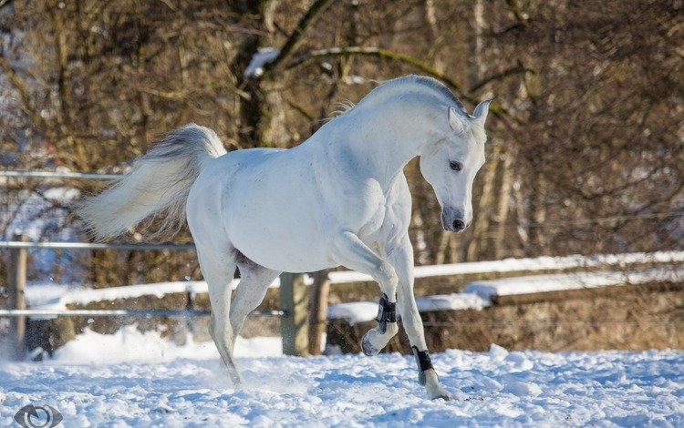 лошадь, снег, зима, конь, бег, грация, (с) oliverseitz, horse, snow, winter, running, grace, (c) oliverseitz