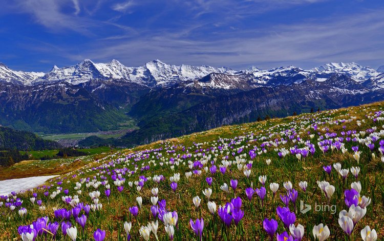 цветы, трава, горы, снег, склон, поляна, весна, крокусы, flowers, grass, mountains, snow, slope, glade, spring, crocuses