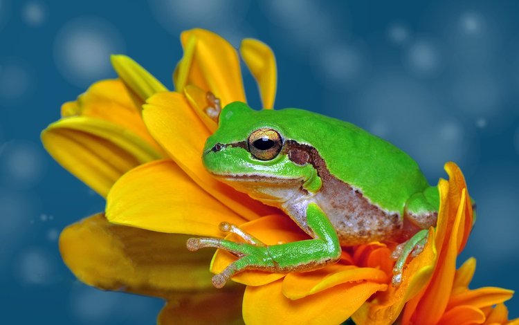 макро, цветок, лягушка, жаба, macro, flower, frog, toad