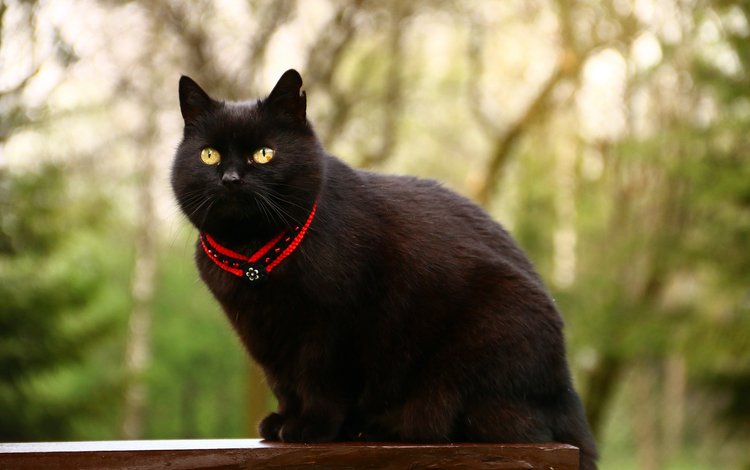 глаза, фон, кот, усы, кошка, взгляд, кот.черный, eyes, background, cat, mustache, look, cat.black