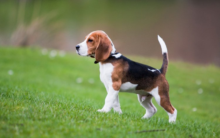 трава, собака, щенок, бигль, grass, dog, puppy, beagle