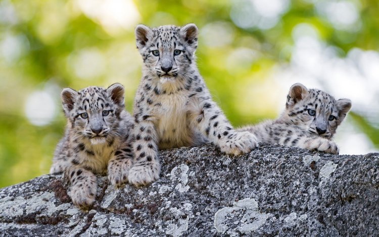 снежный барс, ирбис, детеныши, snow leopard, irbis, cubs