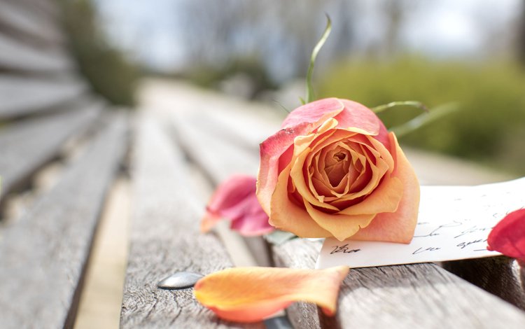 цветок, роза, лепестки, скамейка, письмо, flower, rose, petals, bench, letter