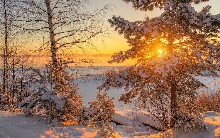 деревья, солнце, природа, зима, утро, trees, the sun, nature, winter, morning