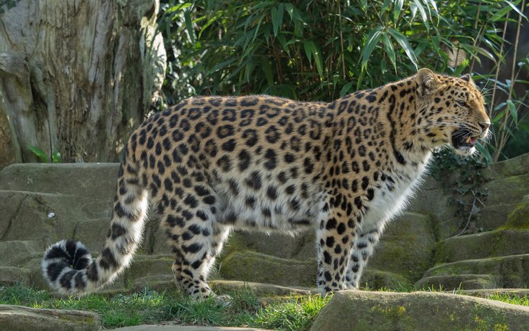 леопард, хищник, дикая кошка, грация, william warby, leopard, predator, wild cat, grace