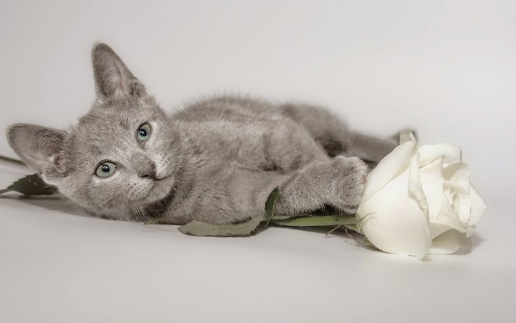 цветок, кот, мордочка, роза, кошка, взгляд, котенок, flower, cat, muzzle, rose, look, kitty