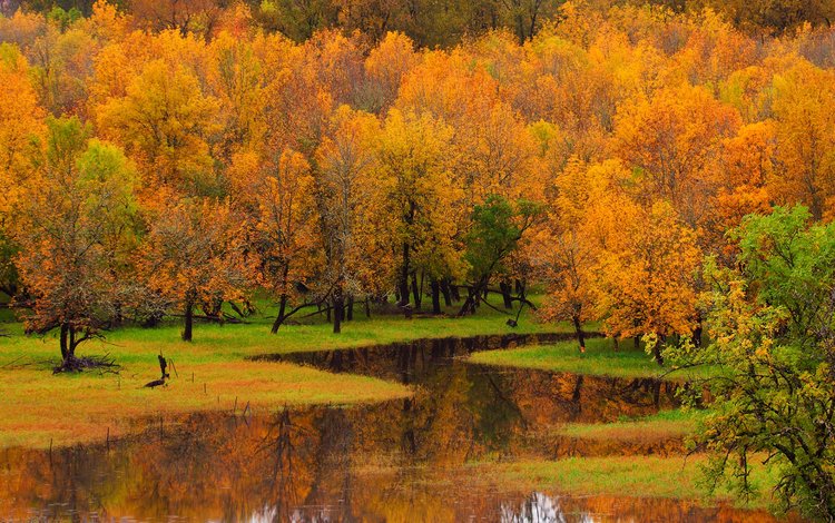 деревья, река, природа, лес, пейзаж, осень, trees, river, nature, forest, landscape, autumn