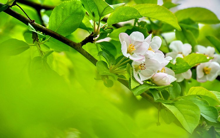 цветы, ветка, цветение, листья, весна, яблоня, flowers, branch, flowering, leaves, spring, apple