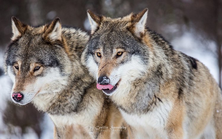 зима, хищники, волки, стая, winter, predators, wolves, pack